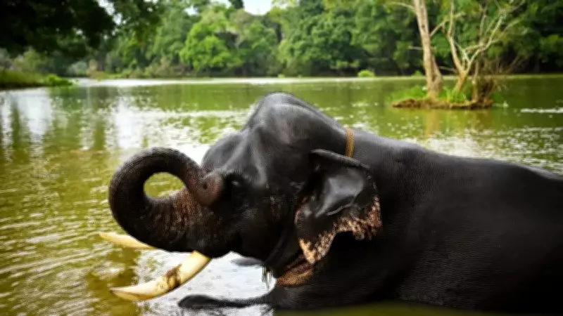Tragedy at Dubare Elephant Camp: Tourist Killed in Elephant Fight