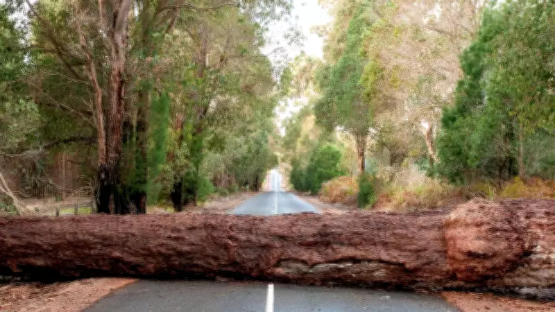 Tree Branch Hacked in Bengaluru's Jayanagar for Procession; Forest Dept Probes