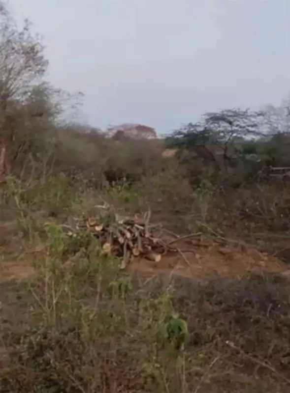 Tree felling continues in Gurgaon's Raisina hills despite NGT orders