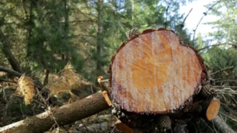 Tree Felling Controversies Expose Flawed Development Priorities in Karnataka