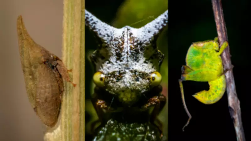 Treehoppers: Tiny Insects That Make Dinosaur-Like Sounds