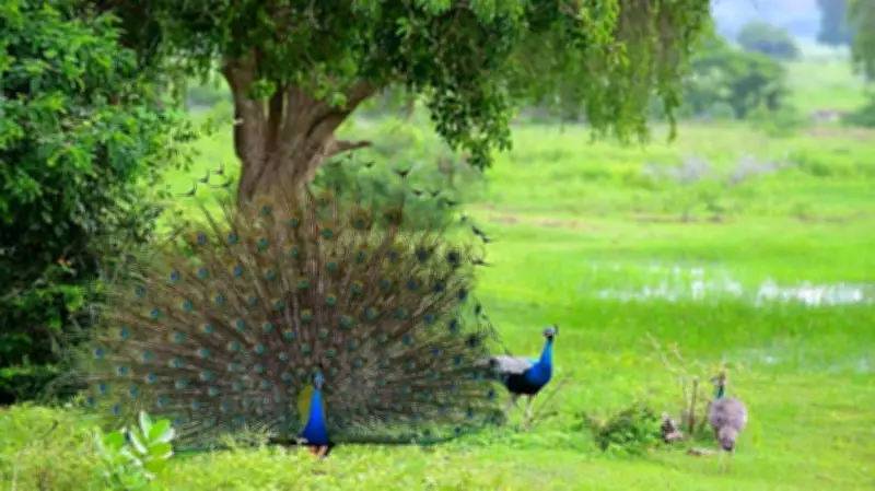 Tumakuru Peacock Deaths Due to H5N1 Avian Influenza, Karnataka Health Dept Confirms