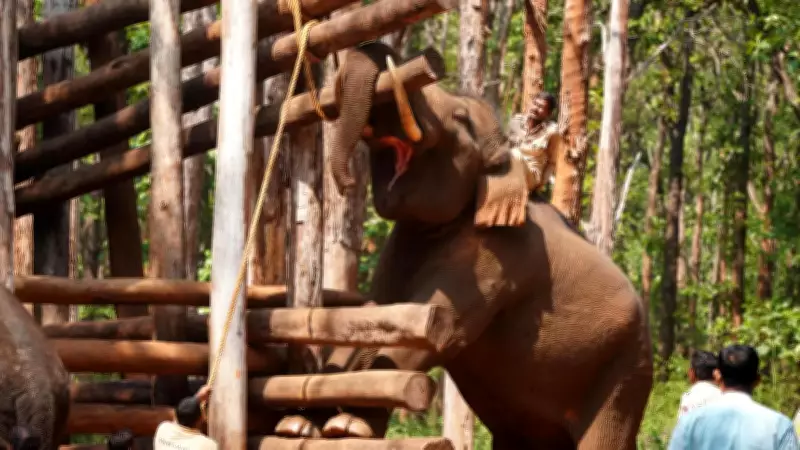 Tusker Balanna Returns to Duty at Shivamogga Elephant Camp After Recovery
