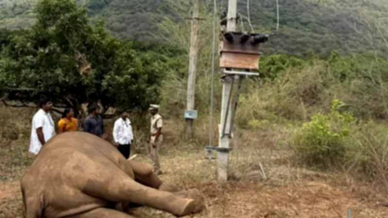 Tusker Electrocuted by High-Tension Wire in Coimbatore Garden