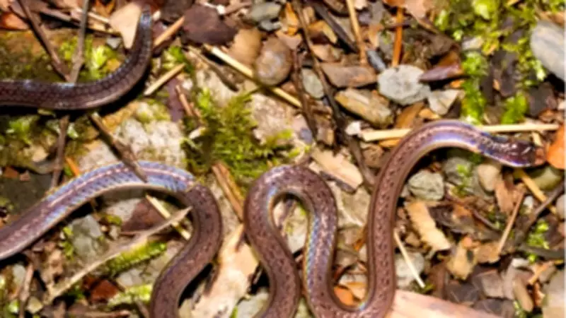 Two-Headed Illusion Snake Discovered in South China's Biodiverse Forests