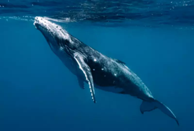 Two Humpback Whales Break Records Swimming Between Australia and Brazil