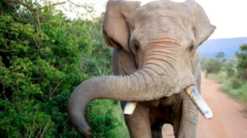 Two Killed in Elephant Attacks in Kerala, Death Toll Reaches Six in Four Months