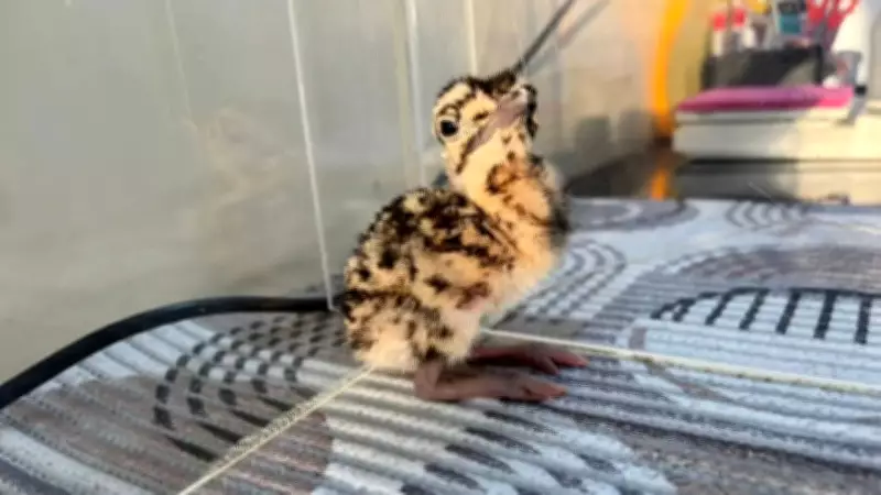 Two More Great Indian Bustard Chicks Born in Jaisalmer, Total Reaches 86