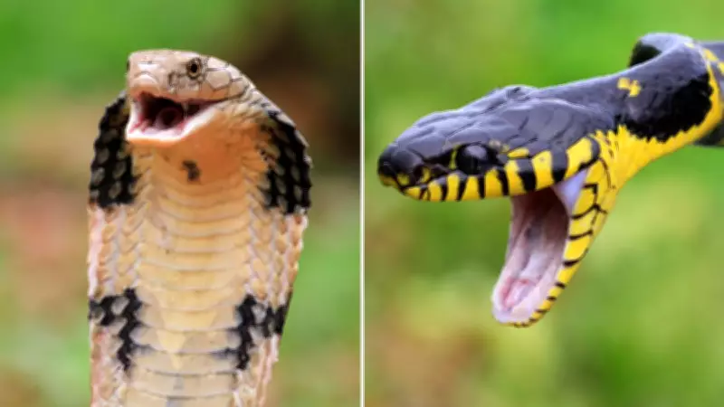 Two Snakes Bite Together: King Cobra Venom Symptoms and Emergency Treatment