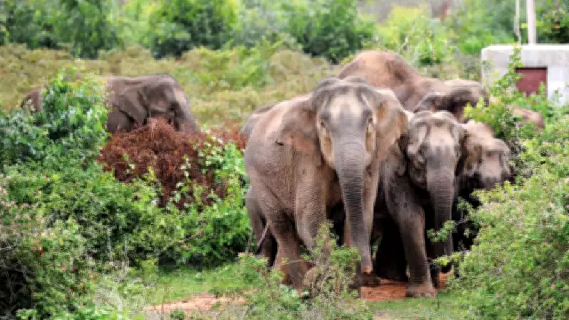 Two villagers trampled to death in separate elephant attacks in Jharkhand