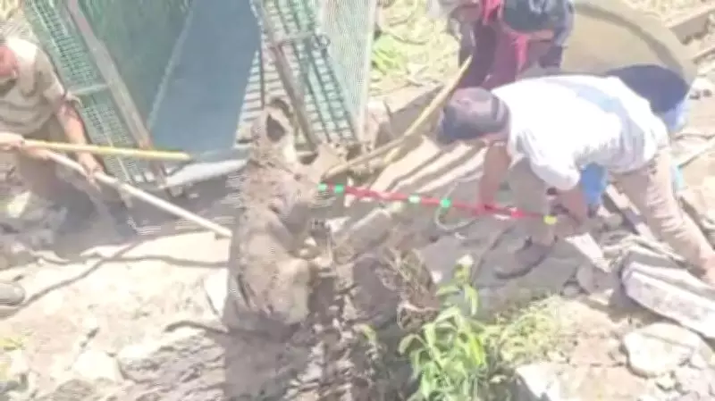 Two-Year-Old Asiatic Lion Rescued from 40-Foot Well in Gujarat's Amreli