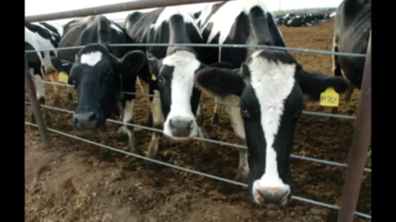 UK Intensive Dairy Farms Double in Decade Amid Financial and Welfare Concerns