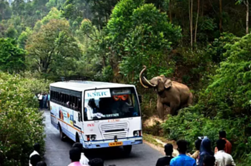 Uncontrolled Tourism, Illegal Constructions Fuel Human-Elephant Conflict in Kerala
