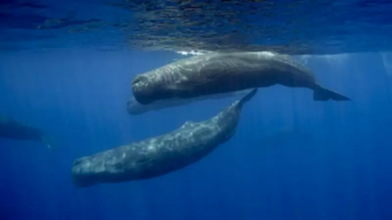 Underwater Robot Tracks Sperm Whale Conversations in Real Time