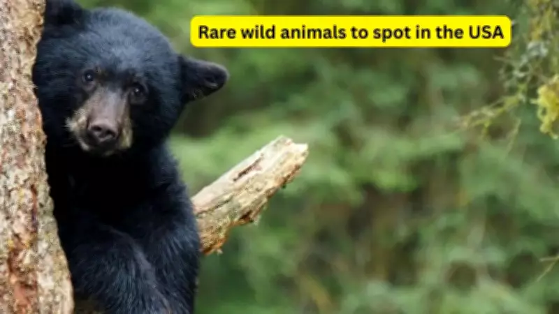 Unique Animal Hotspots in US National Parks for Wildlife Lovers