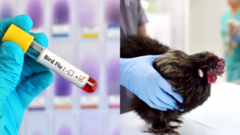 University of Nottingham to Test New H5N1 Bird Flu Vaccine in Major Trial