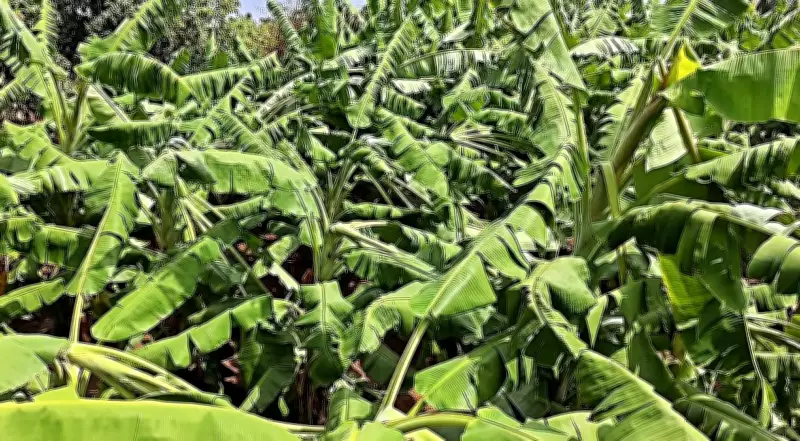 Unseasonal Rain, Hail Damage Crops in Uttarakhand, Farmers Worry