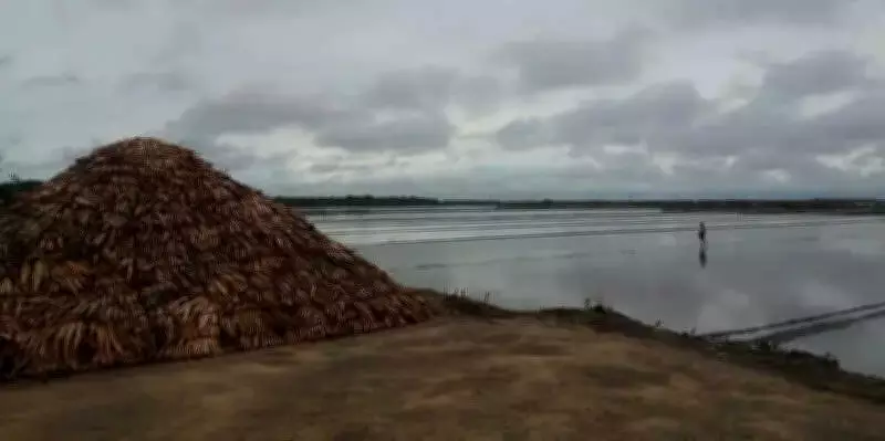 Unseasonal Rain Halts Salt Production in Vedaranyam, Tamil Nadu