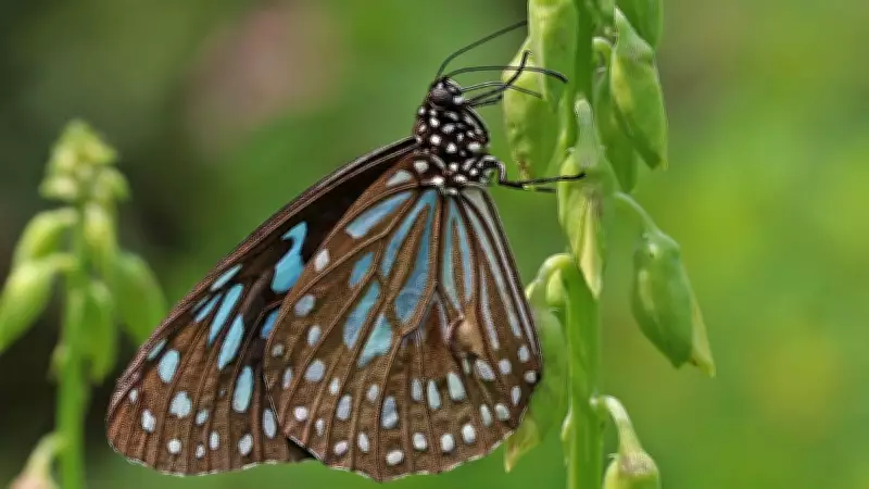 Unusual Changes in Migratory Patterns of Butterflies Observed