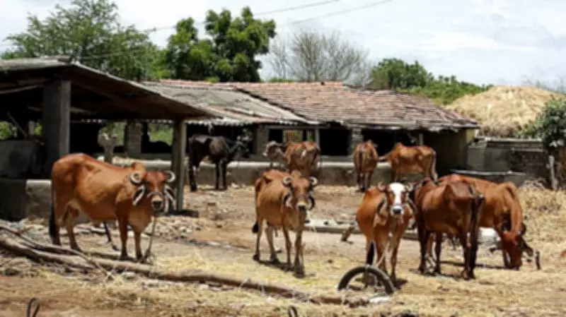 UP Teachers Ordered to Procure 100 Quintals of Chaff for Stray Cattle or Face Action