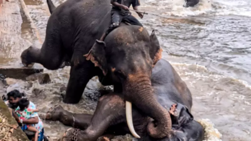 Upalokayukta Takes Suo Motu Cognisance of Dubare Elephant Attack, Seeks Report