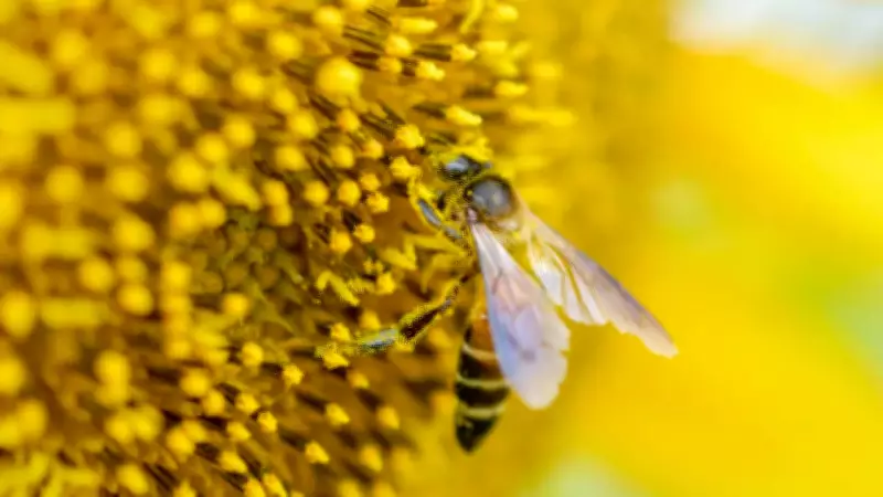 US bee lab closure threatens beekeepers battling mite crisis
