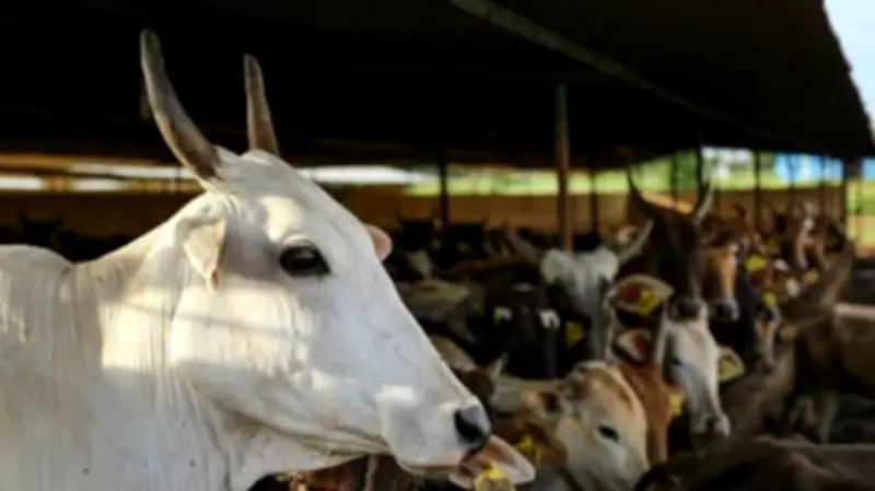 Uttar Pradesh Muslim Groups Seek National Animal Status for Cow Before Bakrid