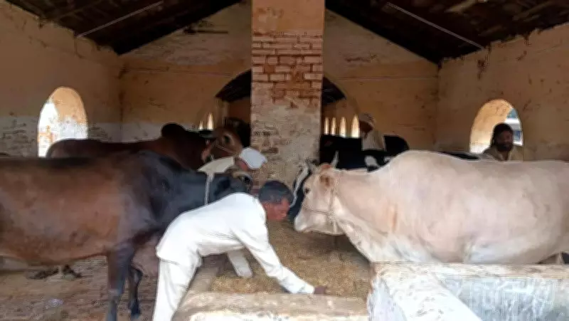 Varanasi Jail's Cow Sanctuary: Inmates Find Redemption Through Service