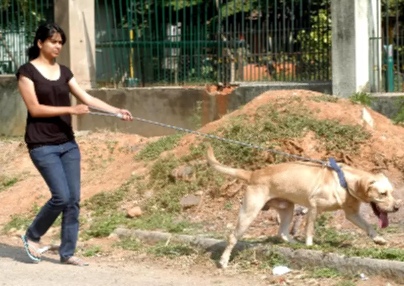 Vet Experts Warn: Take Urgent Precautions to Protect Dogs from Summer Heat