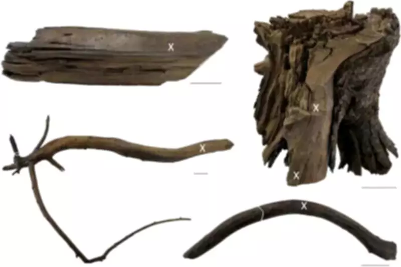 Viking Settlement in Newfoundland: How a Fisherman's Tip Led to a 1021 Discovery