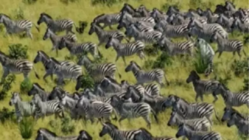 Viral Zebra Puzzle Challenges You to Spot Hidden Tiger in 10 Seconds