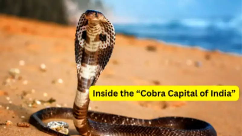 Visiting the Cobra Capital of India: What Travelers Need to Know About Agumbe