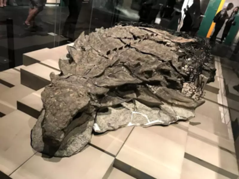 Volunteer Discovers Mummified Hadrosaur Skin in Alberta Badlands