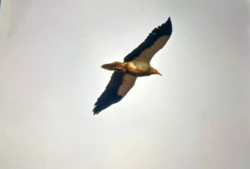 Vulture Census Shows Steep Decline in Indore Forest Division