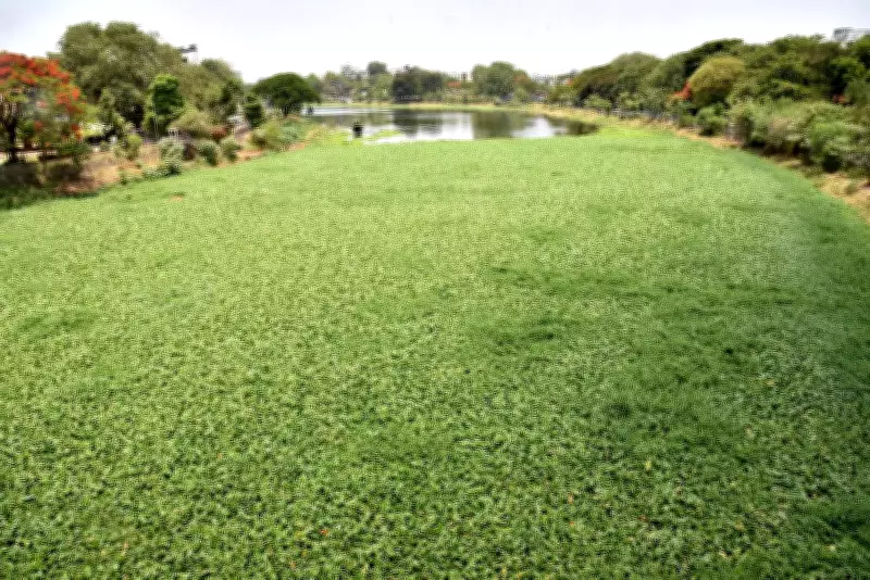 Water Hyacinth Reappears in Godavari River, Raising Pollution Concerns in Nashik