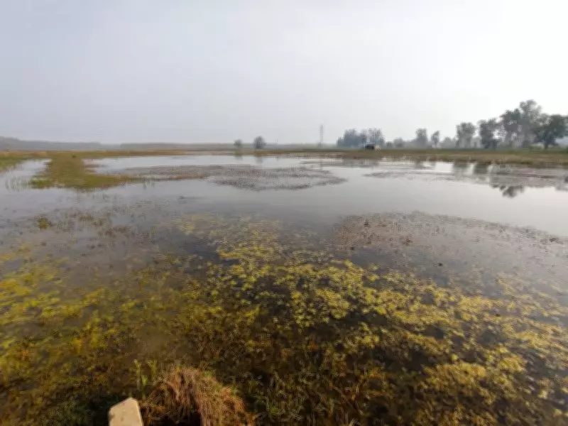 Waterlogged Woes: Neglect of Drainage Infrastructure Ruining Nuh Farms