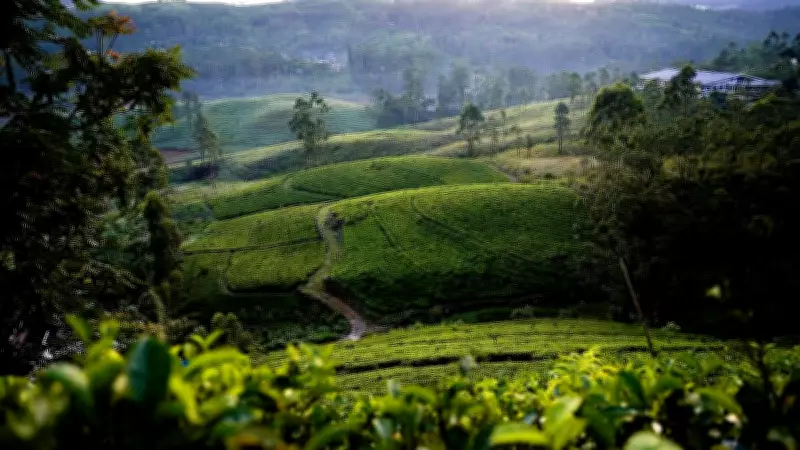 West Asia Conflict Hits Sri Lanka's Tea Industry, Strains Economy