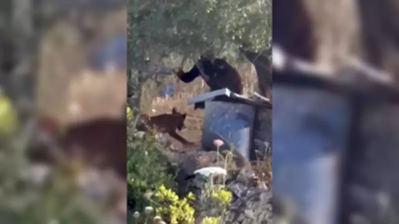 West Bank Dog Killing by Israeli Settlers Shocks Palestinian Village