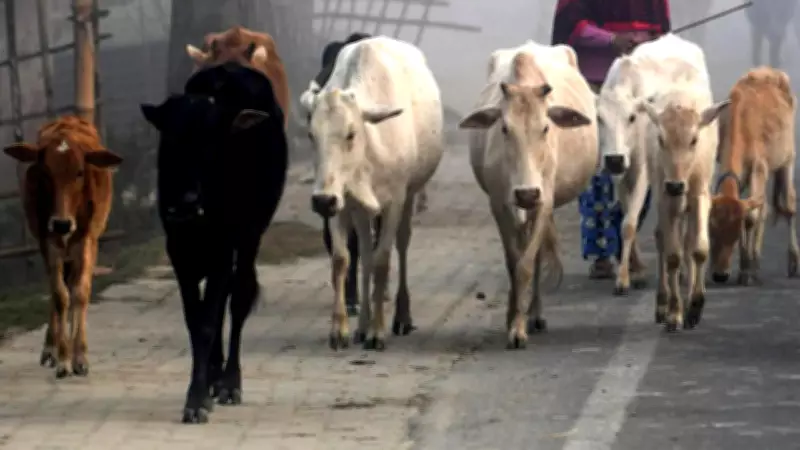 West Bengal BJP Government Tightens Cattle Slaughter Rules Under 1950 Act
