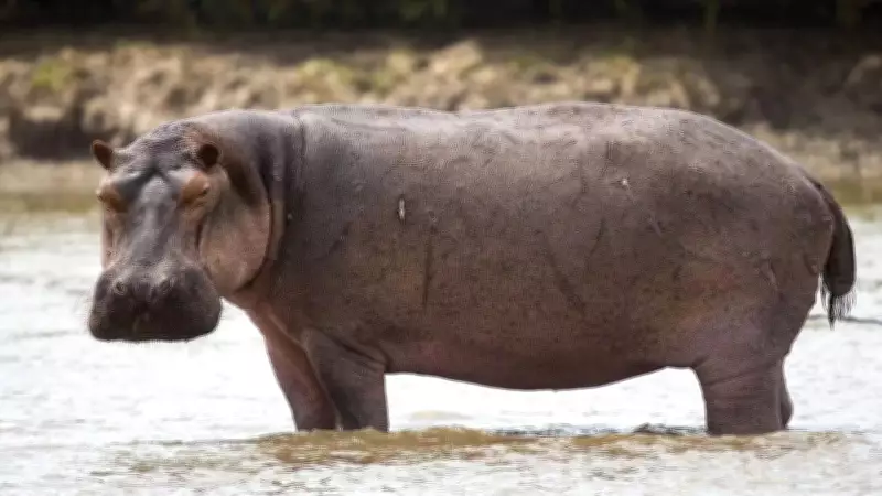 Whales Are Closest Living Relatives of Hippos, DNA Study Reveals