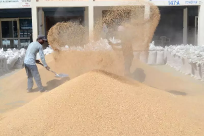 Wheat Fraud Surfaces in Karnal After Paddy Scam; 6 Arhtiyas Booked