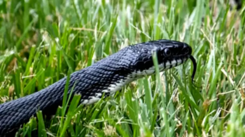 Where Snakes Hide Around Your Home: 7 Surprising Spots You Should Never Ignore