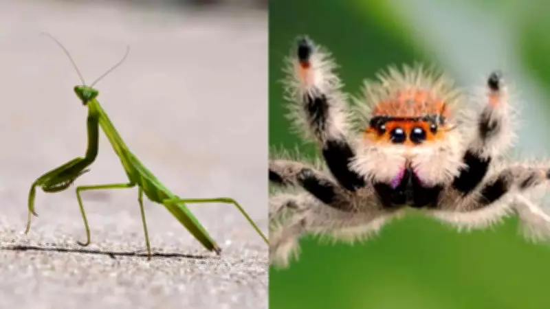 Which Female Species Kill the Male After Mating? Nature's Bizarre Behavior