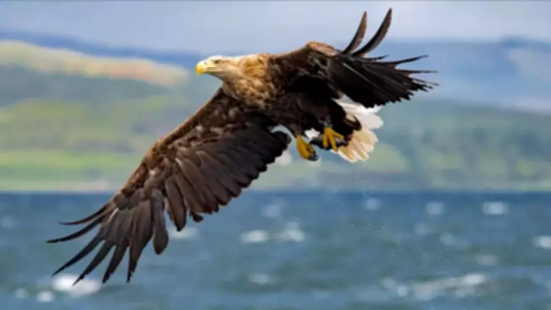 White-tailed eagles to be released on Exmoor after UK government approval