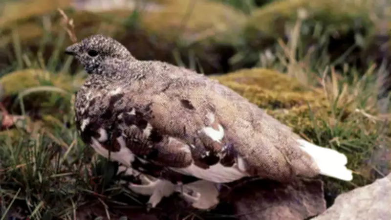 White-Tailed Ptarmigan: Master of Alpine Camouflage and Survival