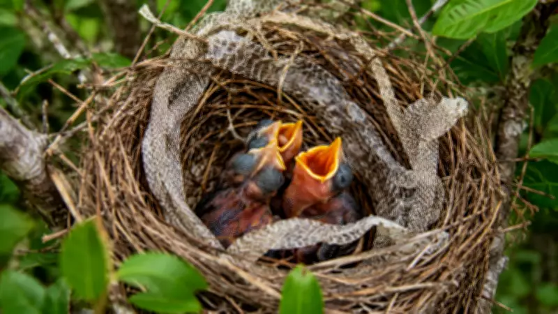 Why Birds Decorate Nests with Snake Skin: Predator Deterrent Revealed