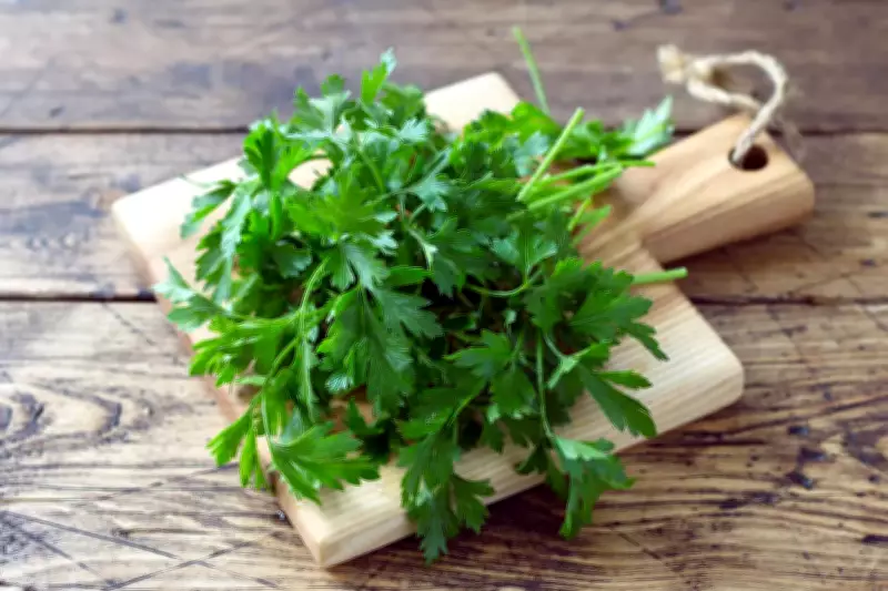 Why Coriander Wilts Fast in Summer and How to Keep It Fresh Longer