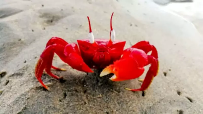 Why Crabs Walk Sideways: A 200-Million-Year-Old Survival Strategy