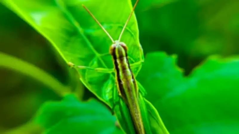 Why Crickets Are Beneficial for Your Garden and Should Not Be Killed