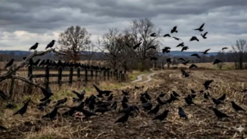 Why Crows Are Considered the World's Smartest Birds: Science and Folklore